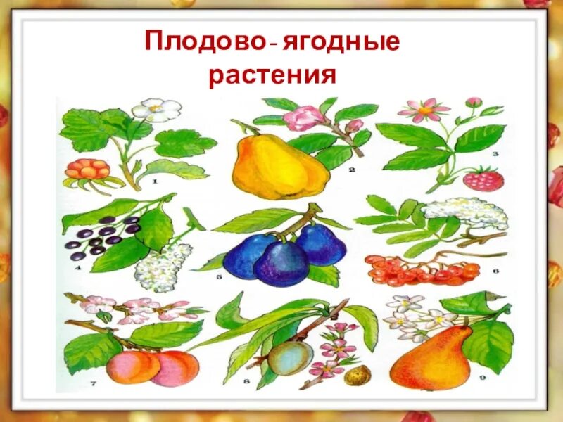 Розоцветные растения представители. Семейство плодовые. Плодовые растения презентация. Семейство розоцветные плод. Розоцветные растения презентация.