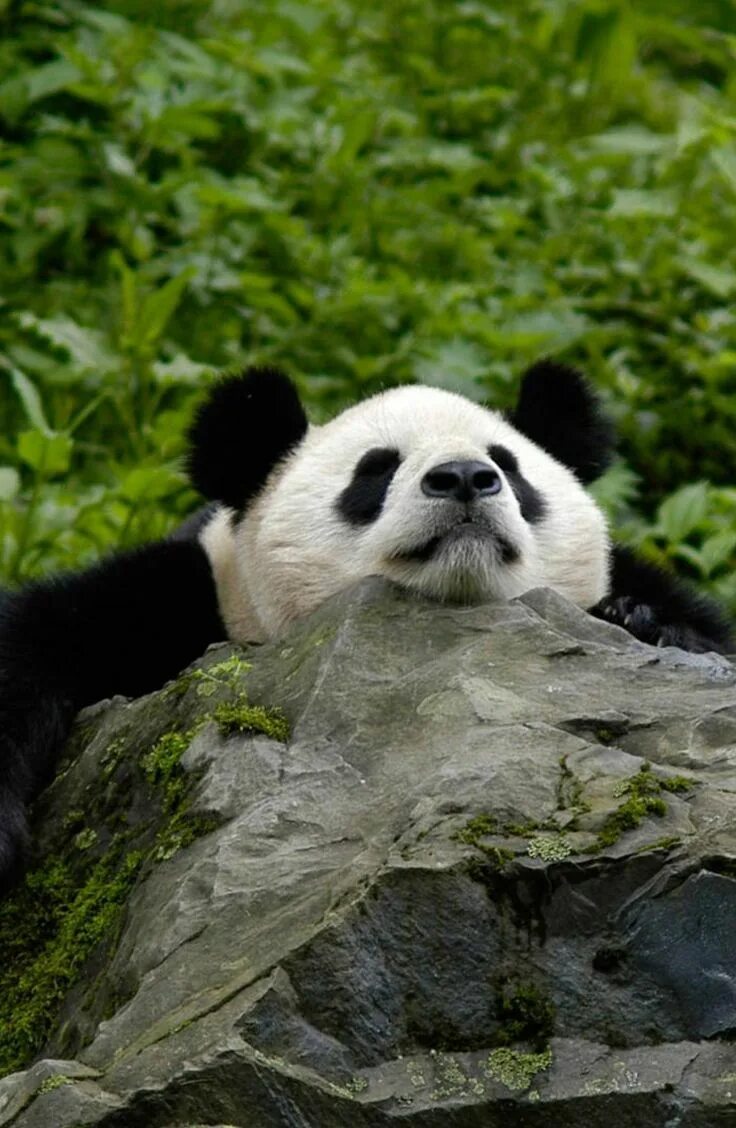 Day pandas