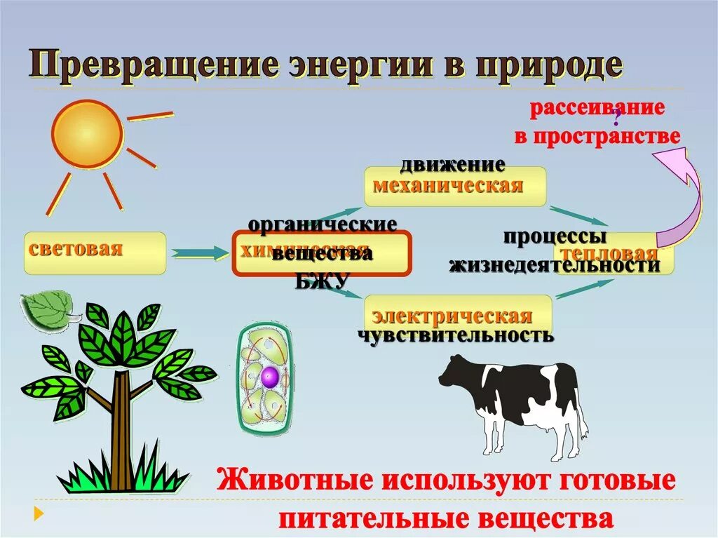 Виды превращения энергии. Превращение энергии в природе. Взаимопревращение энергии примеры. Преобразование энергии в природе. Какие 2 типа различают в живой природе