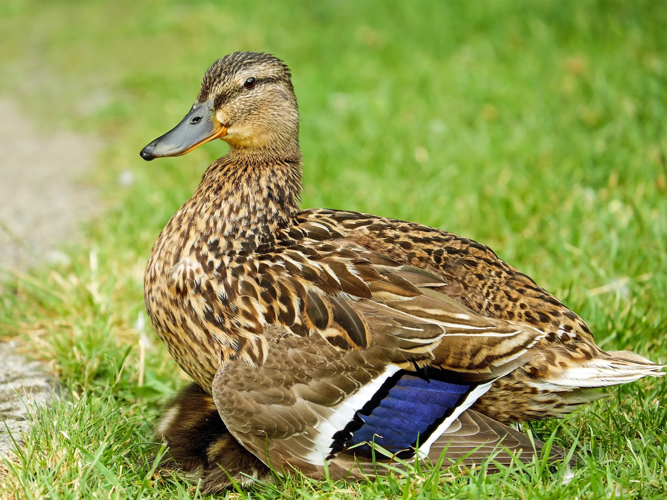 Duck bird