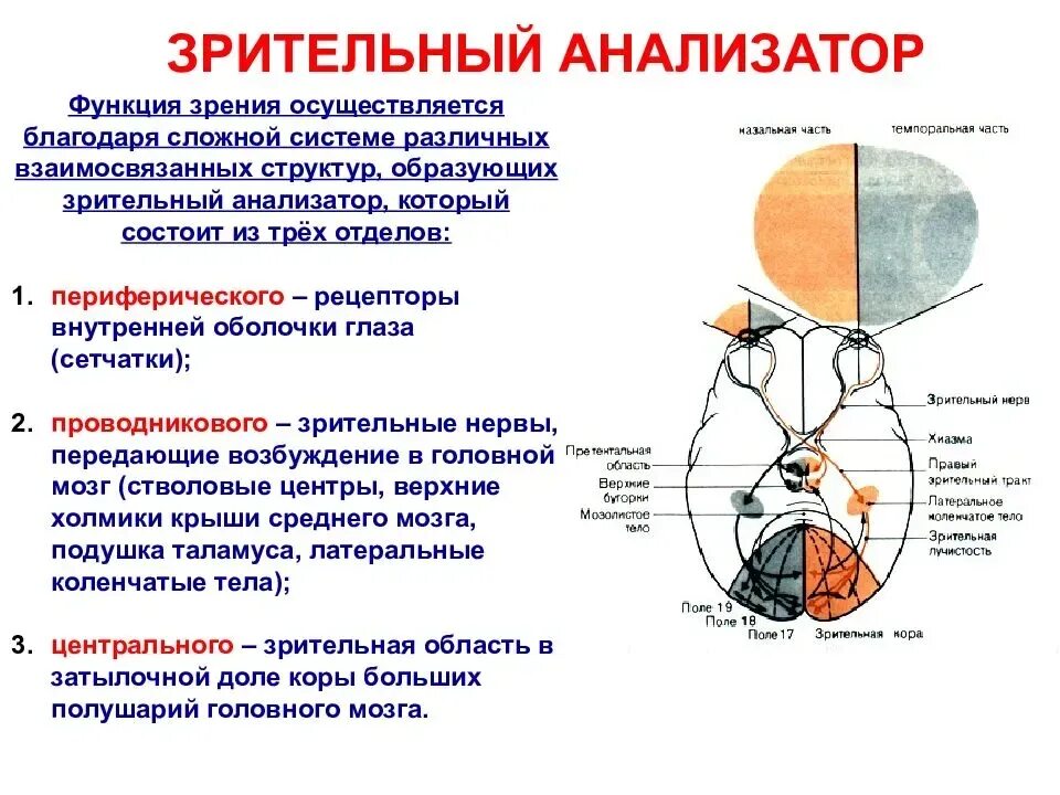 Назовите органы чувств почему павлов рецепторы органов. Зрительный анализатор строение и функции. Функции периферического отдела зрительного анализатора. Строение зрительного анализатора особенности строения. Анализатор анализатор строение и функции.