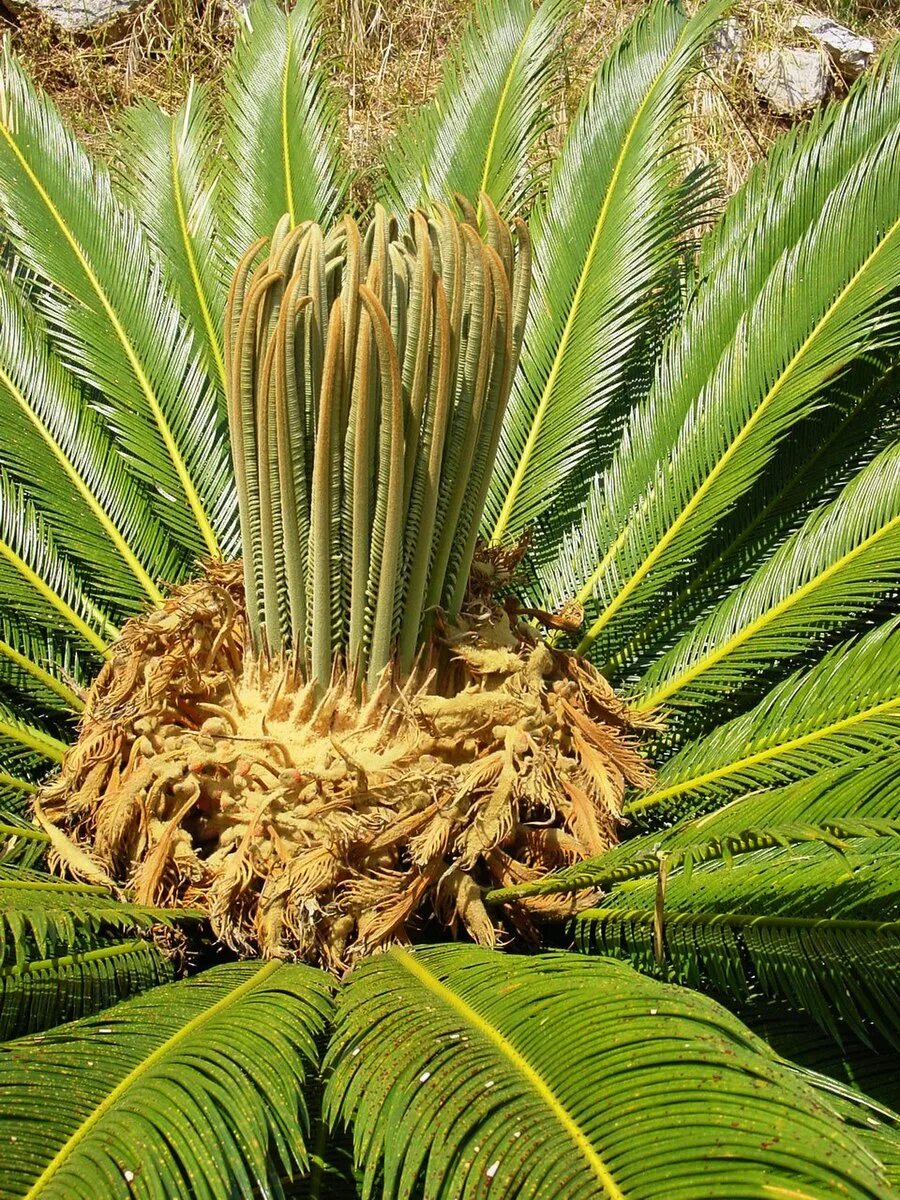 Cycas revoluta. Саговник цикас. цикас саговая пальма. цикас revoluta. саговник поникший цикас.