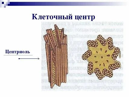 Клеточный центр размеры