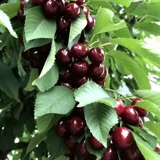Вишня колоновидная описание сорта