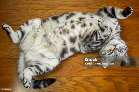 Кошачий пуп