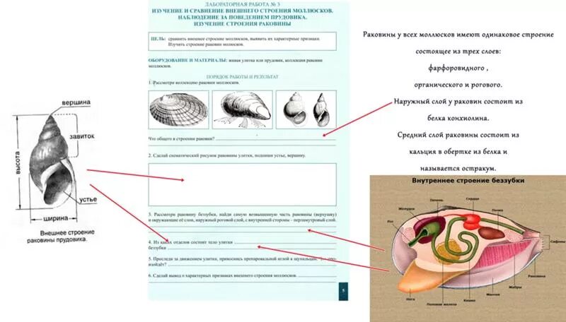 Моллюски контрольная работа. Определение возраста животных лабораторная работа 14 7. Двустворчатые моллюски гребешок строение. Лабораторная работа по биологии. Биология 7 класс лабораторная работа.