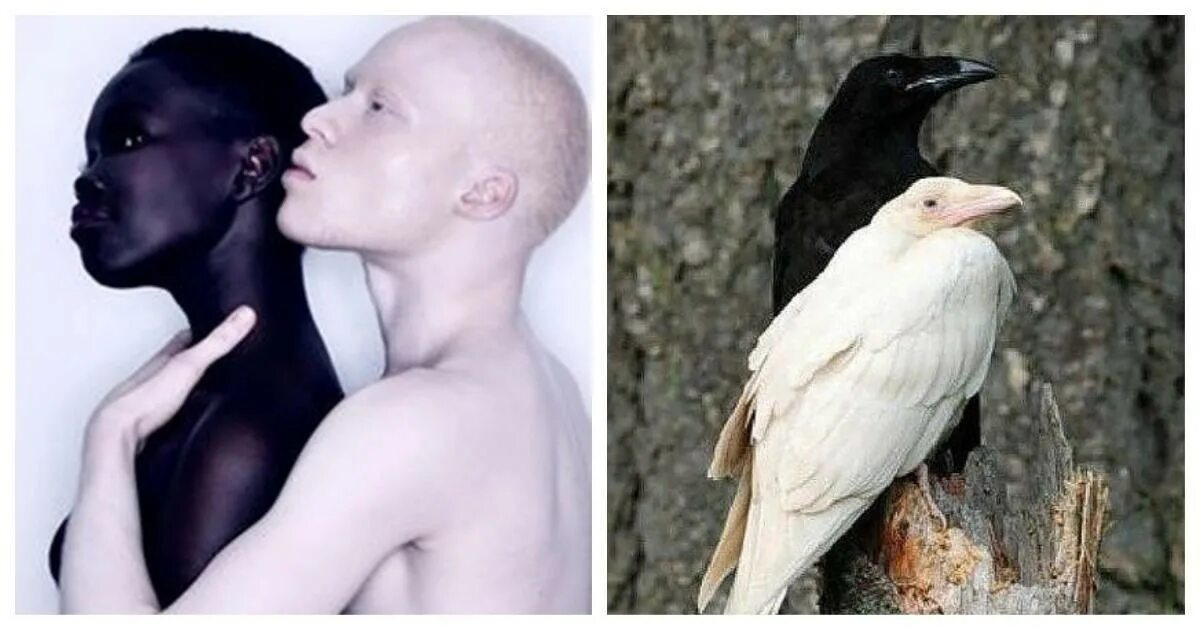 Альбинизм генная мутация.
