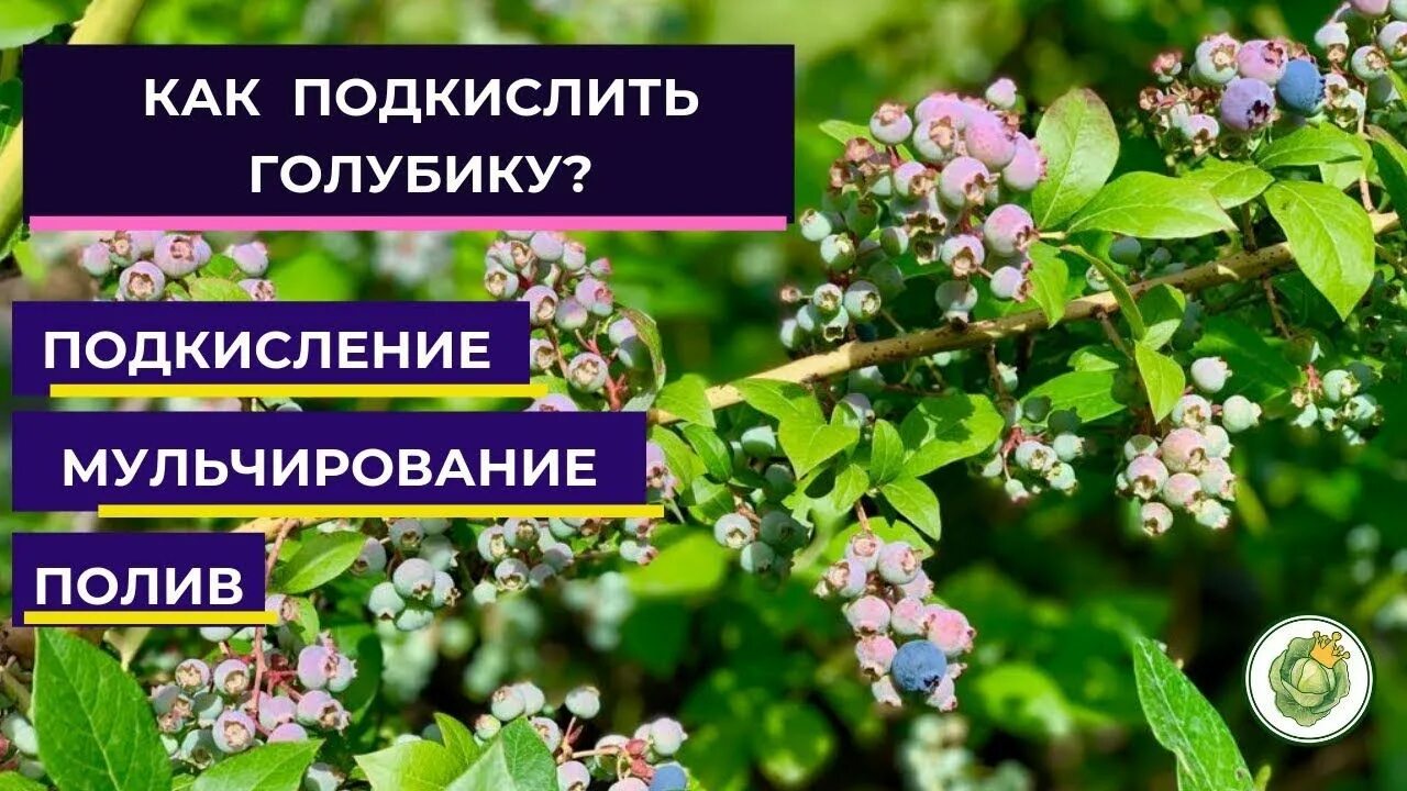 Подкисление голубики. Подкислить почву для голубики. голубика подкислить. подкислитель почвы для голубики. как окислить почву для голубики.