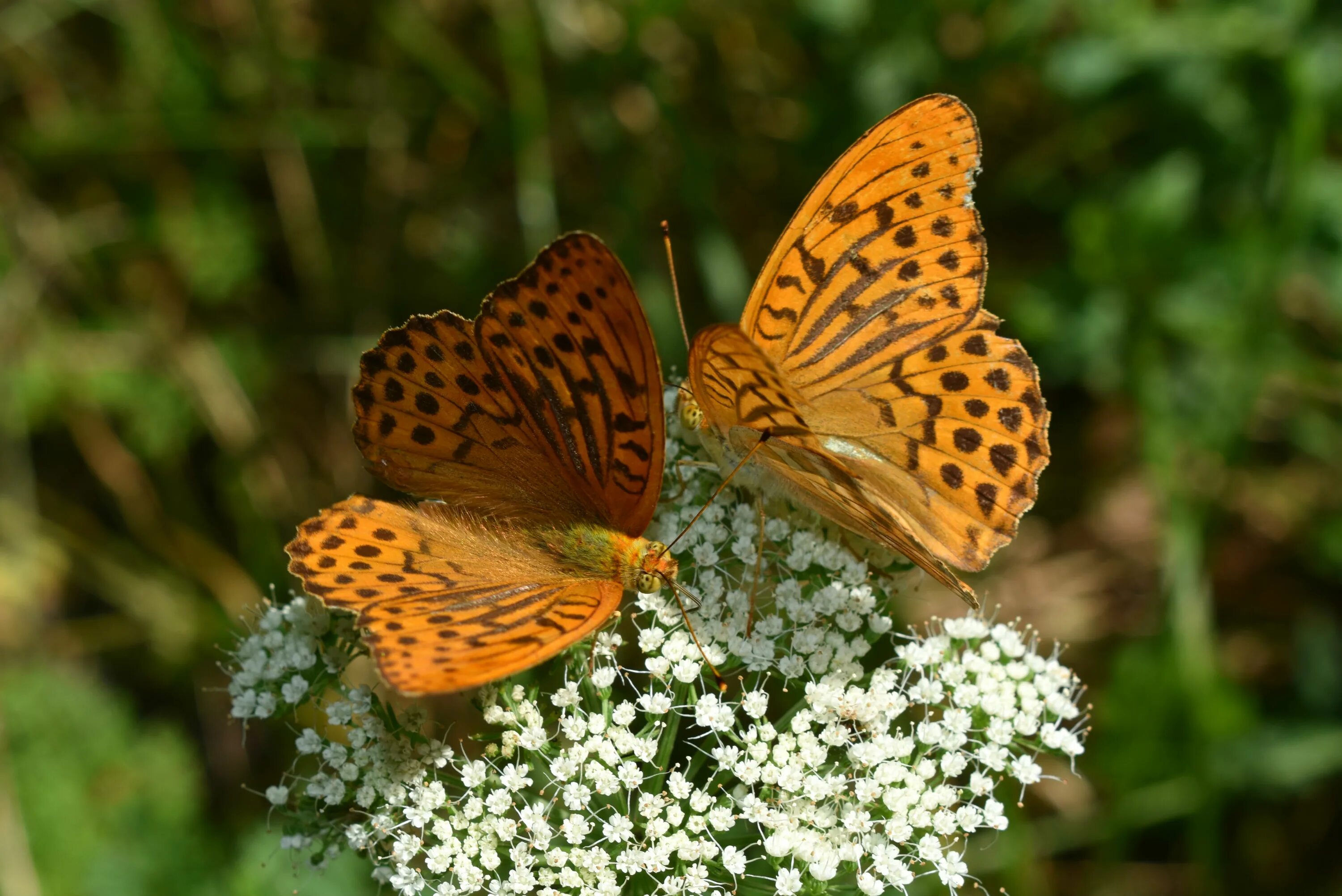 лес бабочек. лесные бабочки. цветные бабочки в лесу. бабочки в лесу. большие лесные бабочки.
