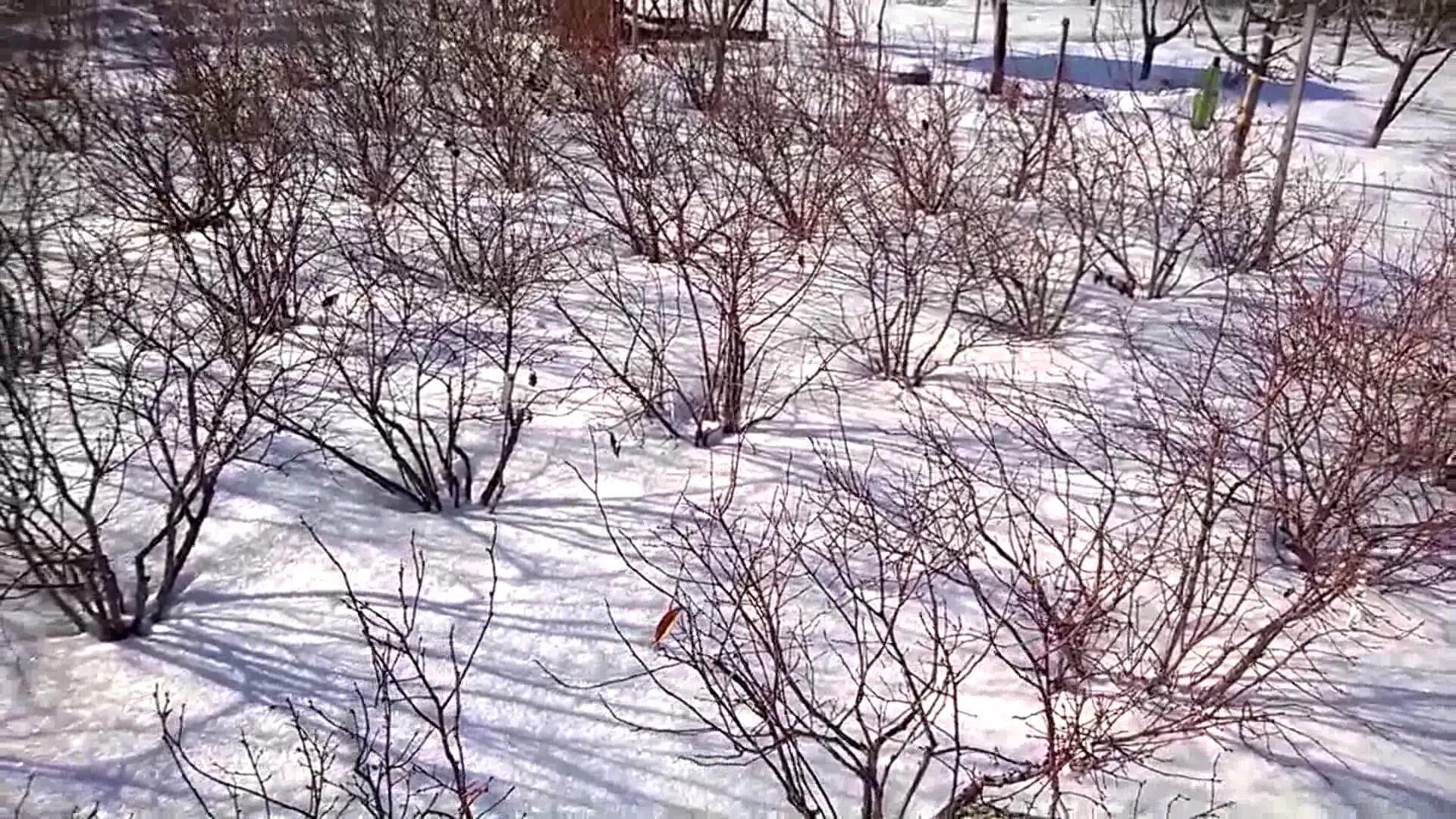 Уход за голубикой после зимы. Кусты зимой. Зимой садовые кустарники. Голубика зимой. Кустарники под снегом.