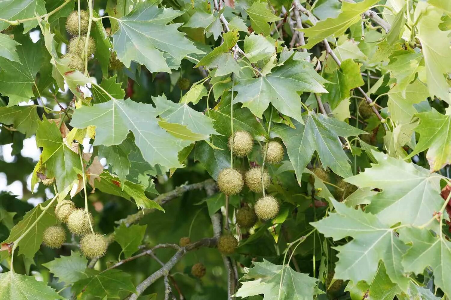 Платан это Bel-Okna.ru