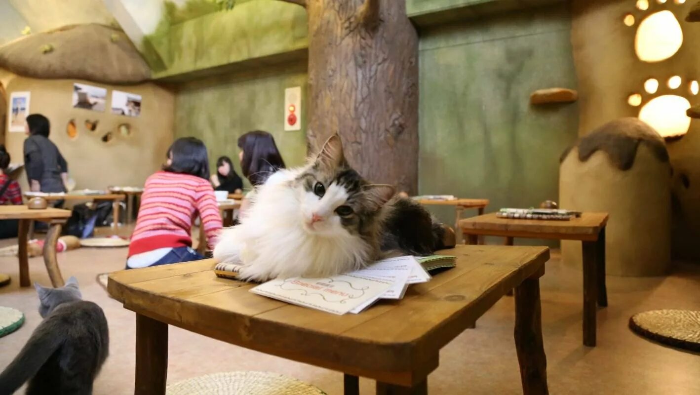 Включи коте ресторан. Кошачье кафе - "Cat Cafe" в Японии. Кошачье кафе в Токио. Кошачьи кафе в Японии. Котокафе в Токио.