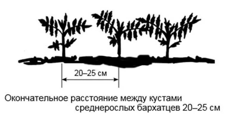 На каком расстоянии сажают бархатцы в грунт. Схема посадки бархатцев на рассаду. схема посадки бархатцев. бархатцы высокие схема посадки. схема высадки бархатцев в грунт.