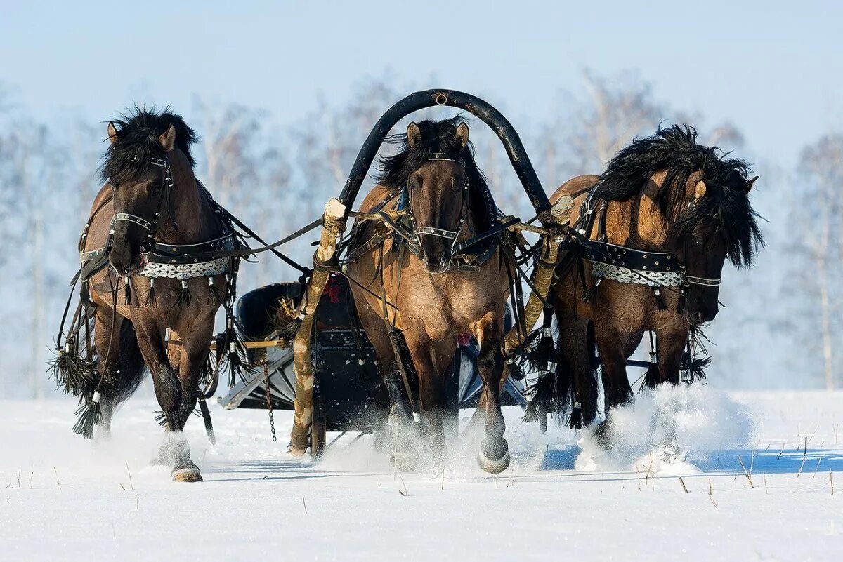 тройка гнедых лошадей. кони заранее накормленные были быстро запряжены. лошадь в санях. тройка запряженных лошадей. лошадь запряженная в сани.