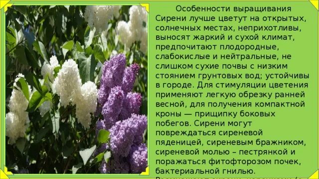В какое время года появляется сирень. Сирень краткое описание. сирень для презентации. описать сирень.