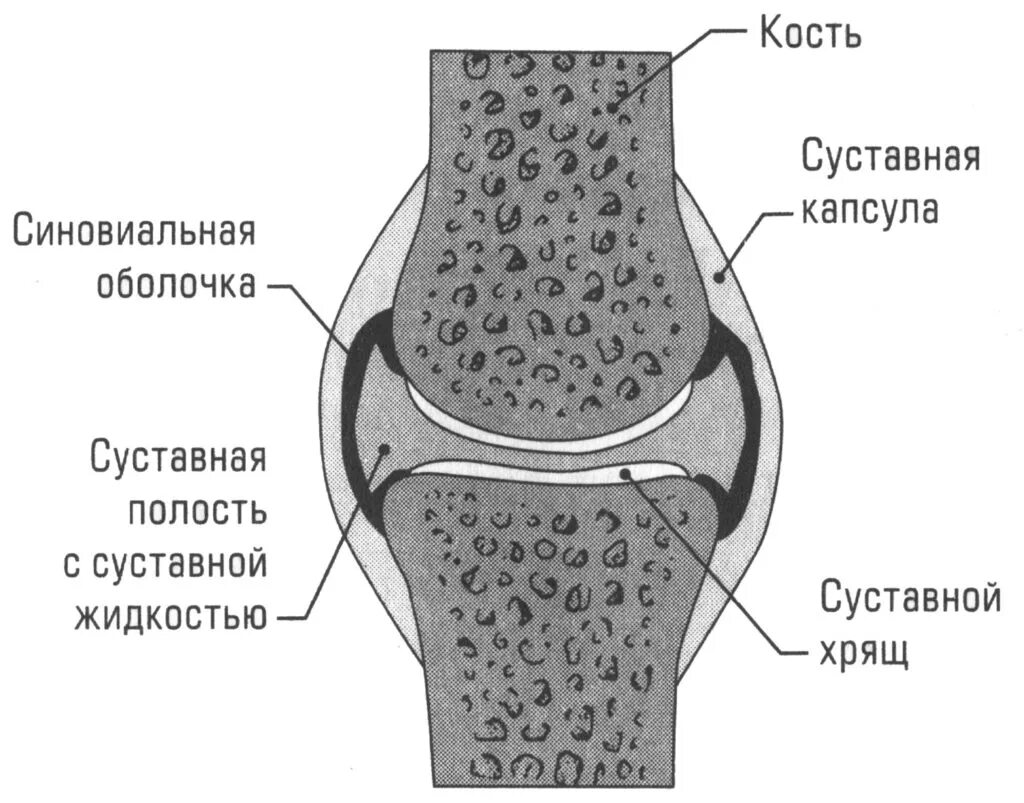 Схематическое строение сустава. Строение сустава человека анатомия. Строение сустава схема строения сустава. Схема суставного хряща. Питание кости обеспечивает