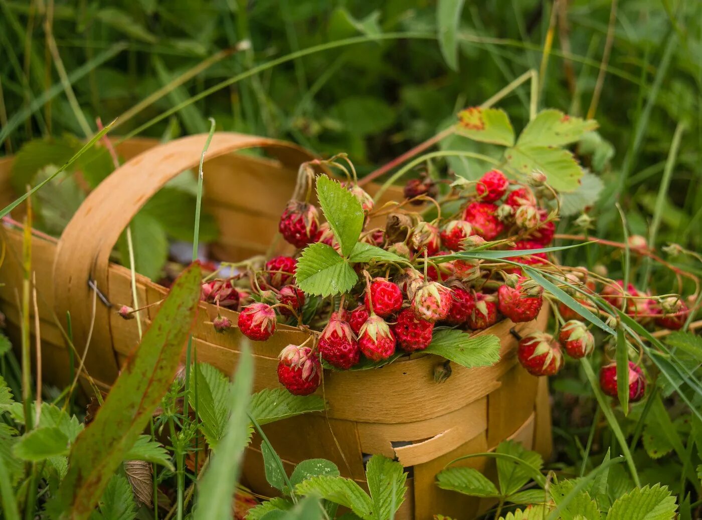 Лесные травы бальмонт. Запах лесных трав. Туалетная вода с запахом свежескошенной травы. Луговые цветы. Луг туман.
