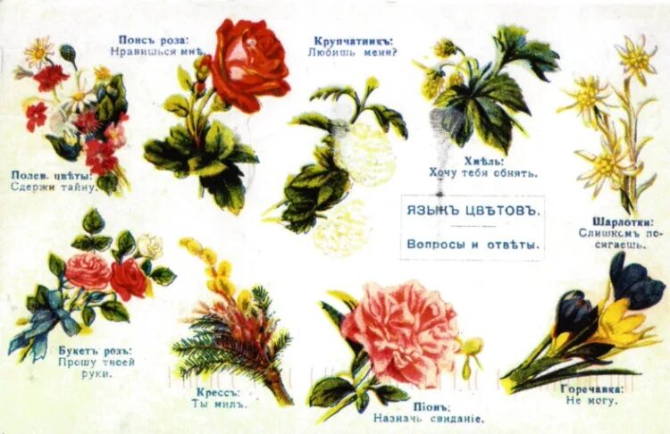 Цветы растений и их значение. Язык растений и цветов. Язык цветов. Символ любви на языке цветов. Язык цветов.