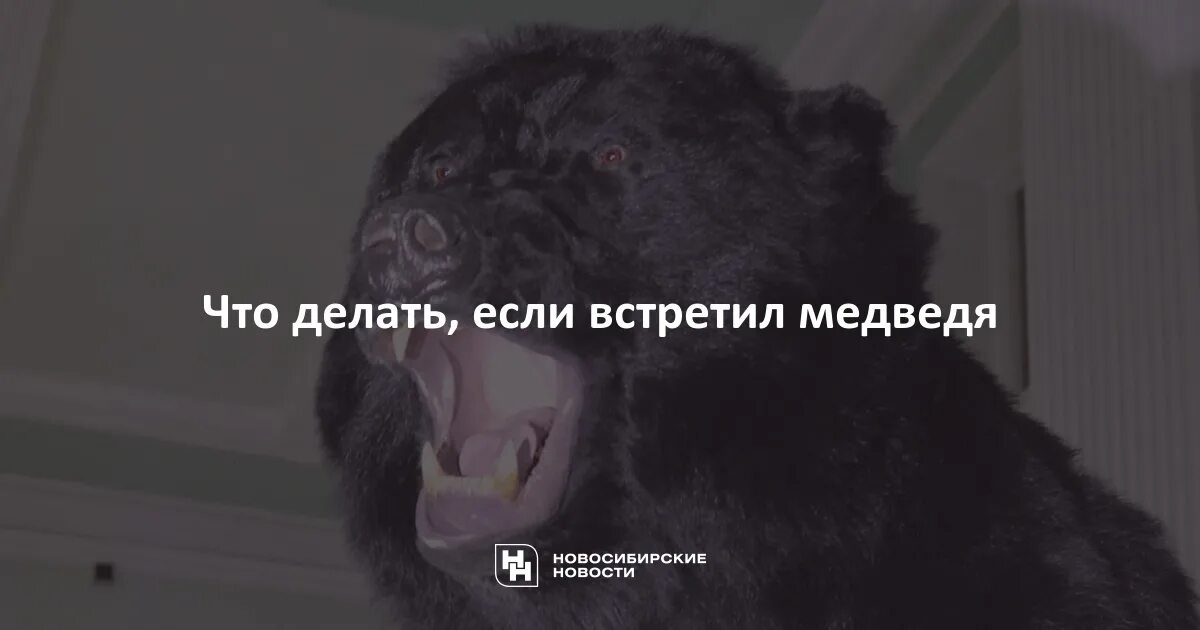 Если встретил медведя в лесу что делать. Что делать если встретил медведя. что делать если встретил медведя в лесу. что делать если ты встретил медведя в лесу. если вы встретились с медведем.