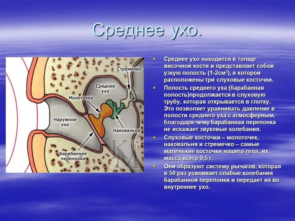 Колебание барабанной перепонки передача импульсов. Среднее ухо. Среднее ухо расположено. Среднее и внутреннее ухо расположены в.