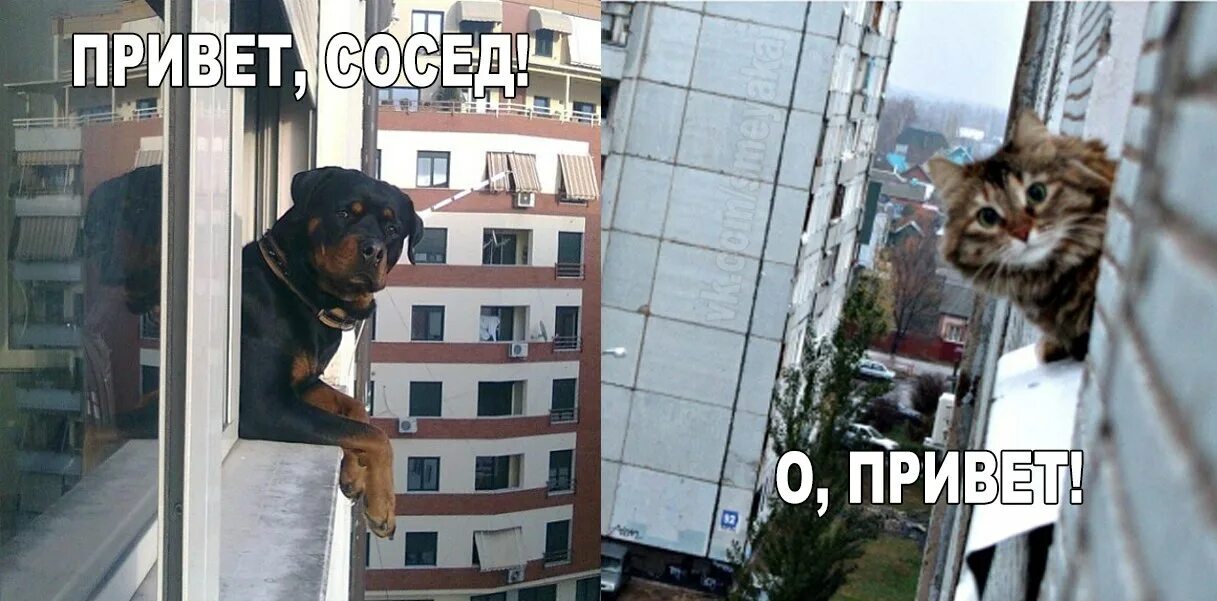 Сосед играет котик сосед. Привет соседка. Смешные соседи. Соседи картинки прикольные. Привет сосед смешные фото.