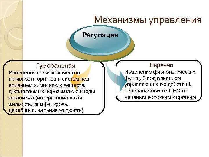 Нервная и гуморальная регуляция функций организма. Нервные и гуморальные механизмы регуляции теплообразования. Роль гуморальной регуляции в организме. Механизм регуляции нервной и гуморальной регуляции.