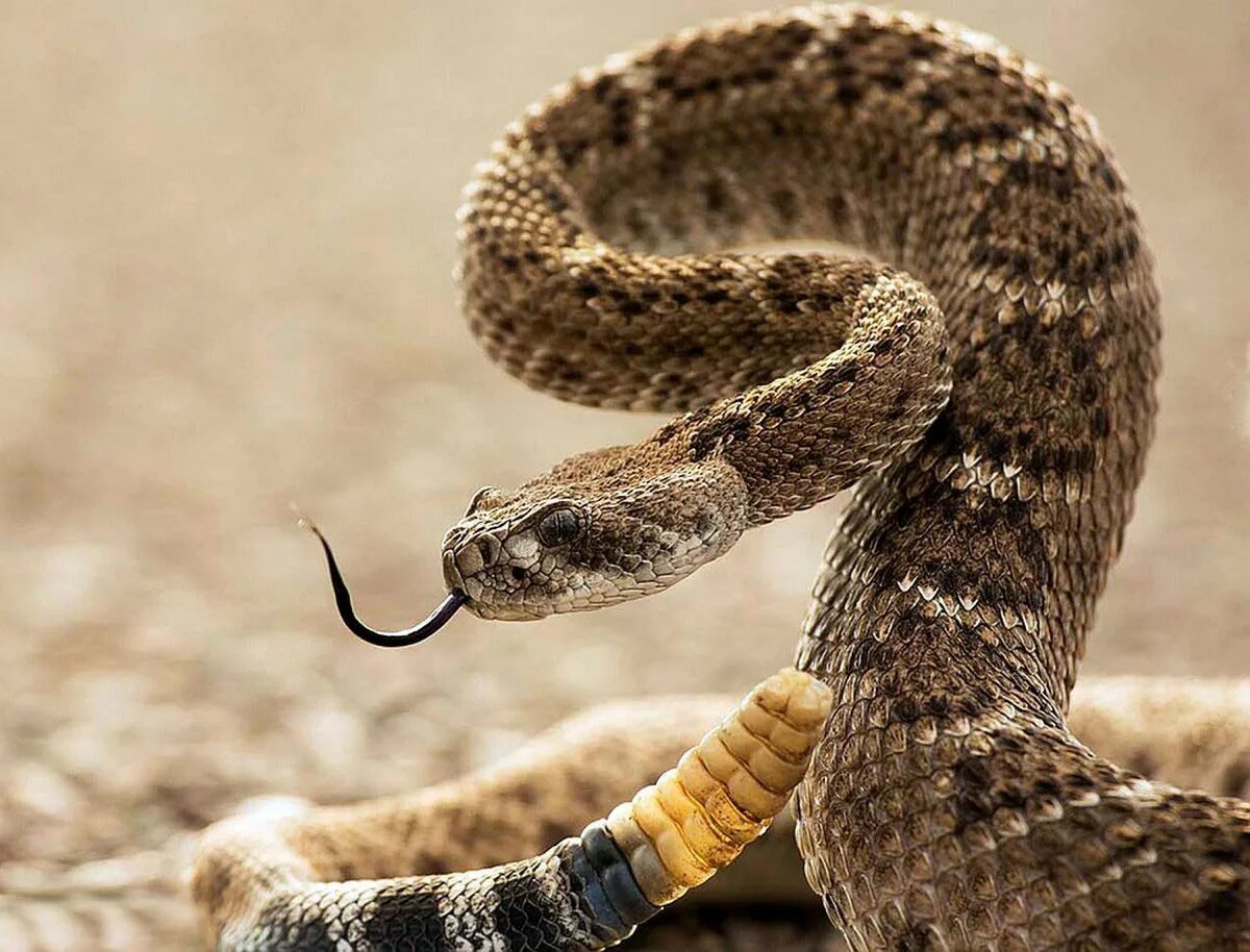 Угрожающие позы. Техасский гремучник змея. Ядовитые змеи гремучая змея. Гадюка гремучая змея. Техасский гремучник Crotalus Atrox.