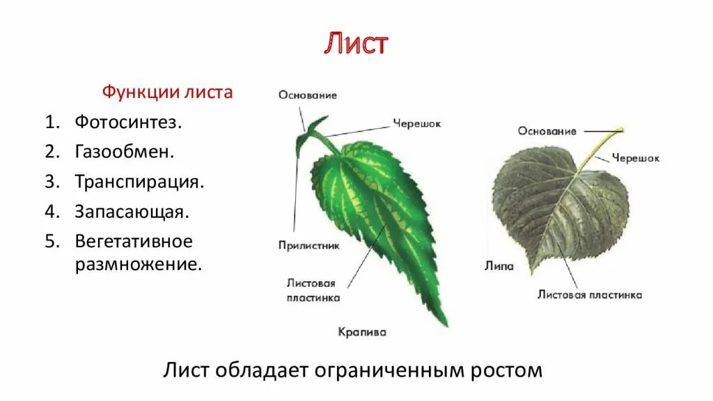 Функции листьев цветкового растения. Функции листовой пластинки. функции листьев растений. функции листа фотосинтез. функции листа 6 класс биология.