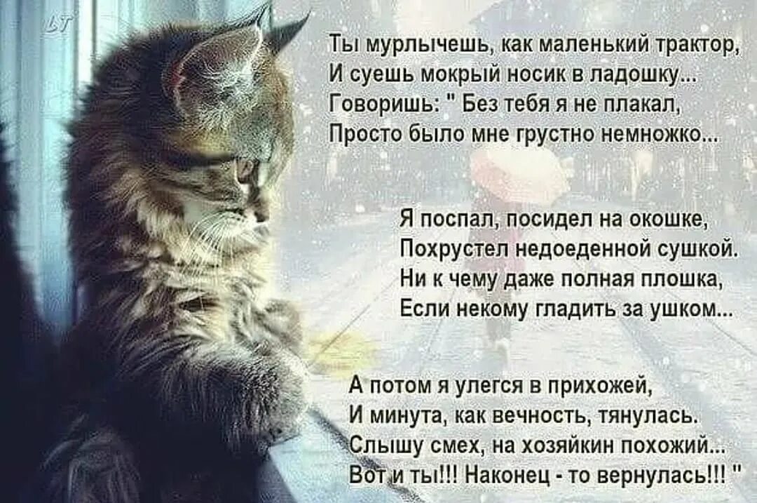 Стих о коте. Стихи о котах. Стихи про кошек красивые. Красивые стихи о животных.