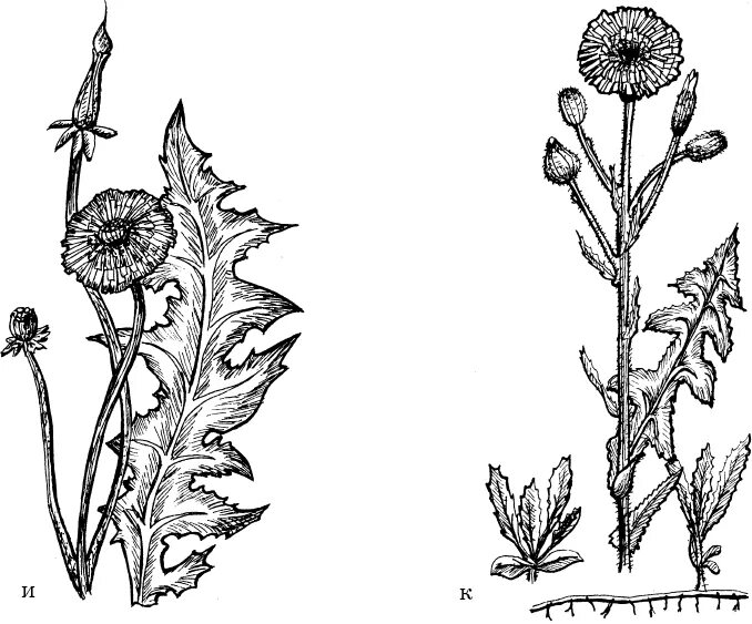 Бодяк полевой (осот). Осот полевой (Sonchus arvensis),. Осот полевой корневище. Осот шероховатый.