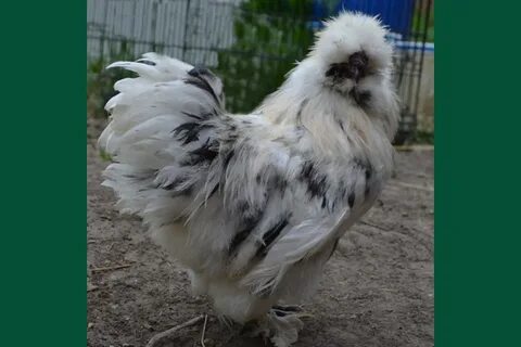 Окрасы кур