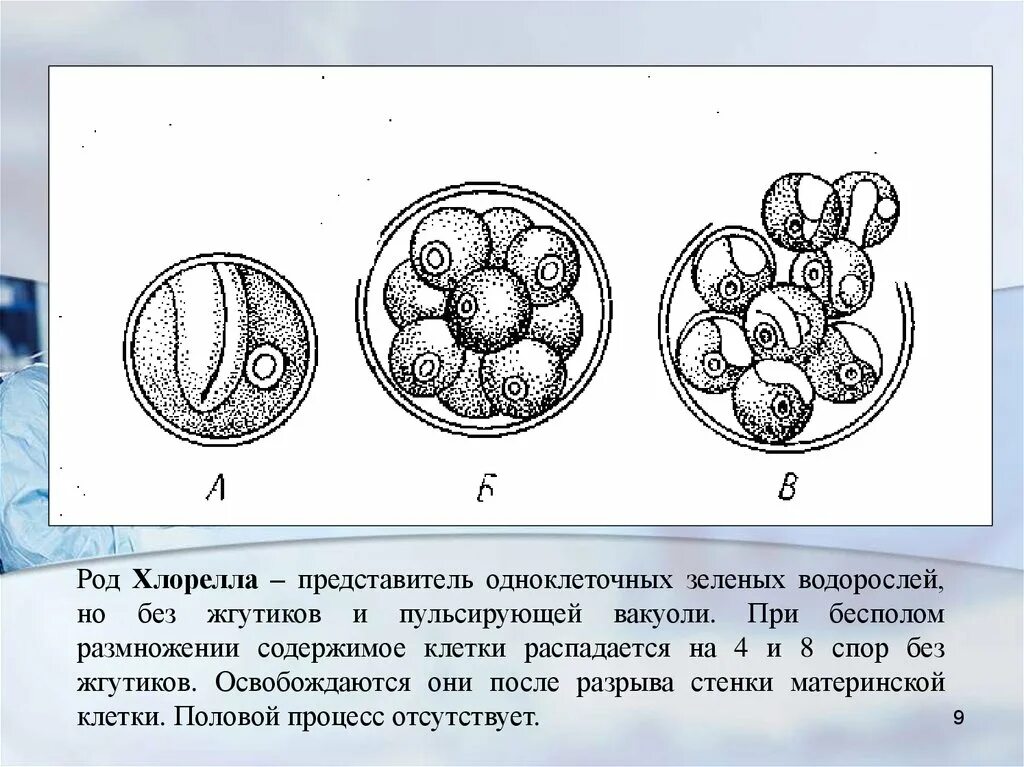 Одноклеточная водоросль хлорелла строение. Строение клеток зеленых водорослей хлорелла. размножение хлореллы рисунок. бесполое размножение хлореллы. хлорелла строение клетки.