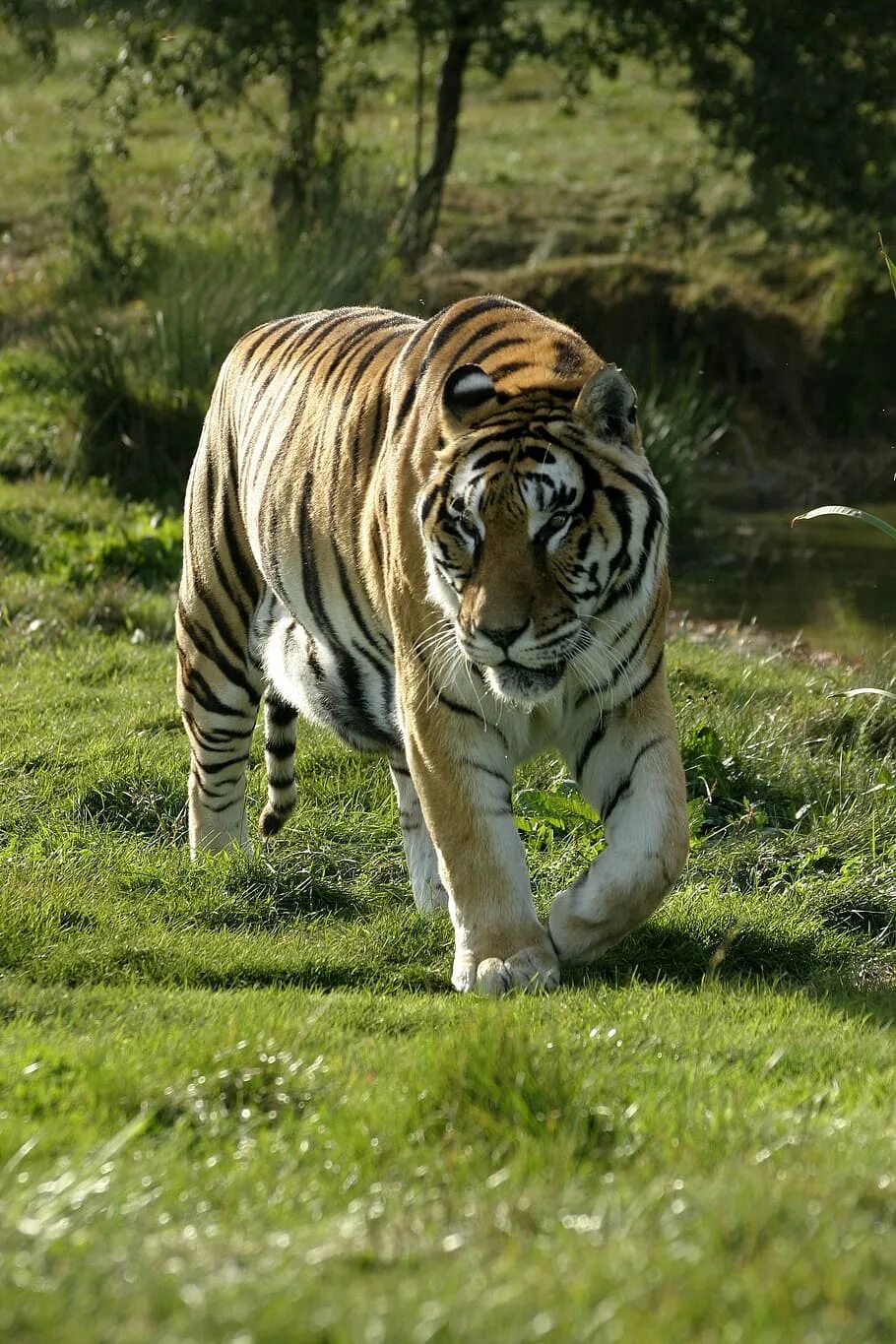 Tiger grass color