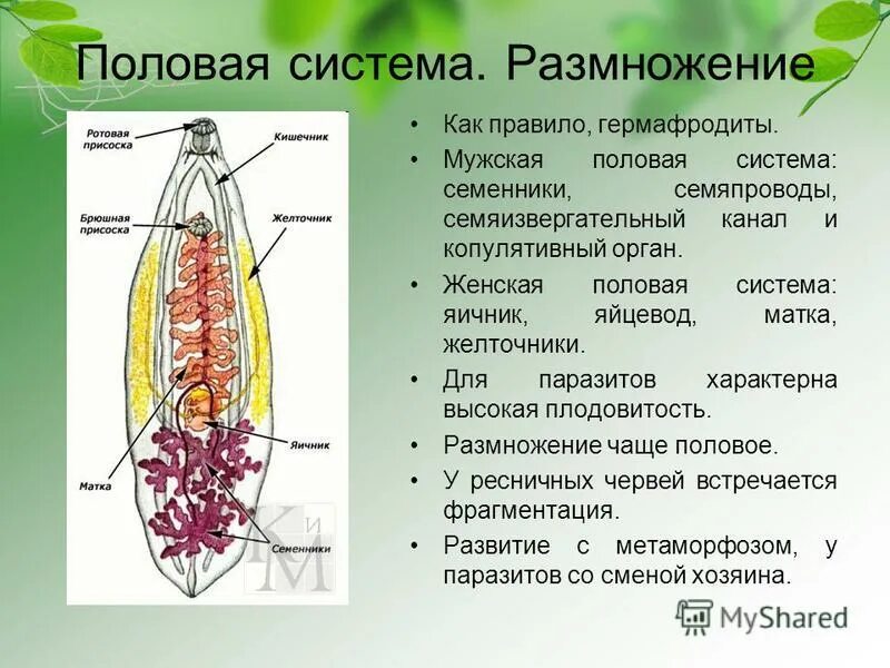 Системы органов круглых червей. Половая система пиявок. Органы половой системы у круглых червей. Строение круглых червей половая система.