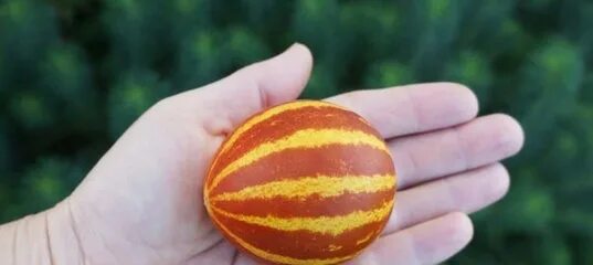 Мини дыня полосатая. Подарок дедушки хо ши мина дыня семена. Дыня подарок дедушки хошимина. Сорт ““дыня вьетнамская” дыня. Семена дыня ходжа насреддин.