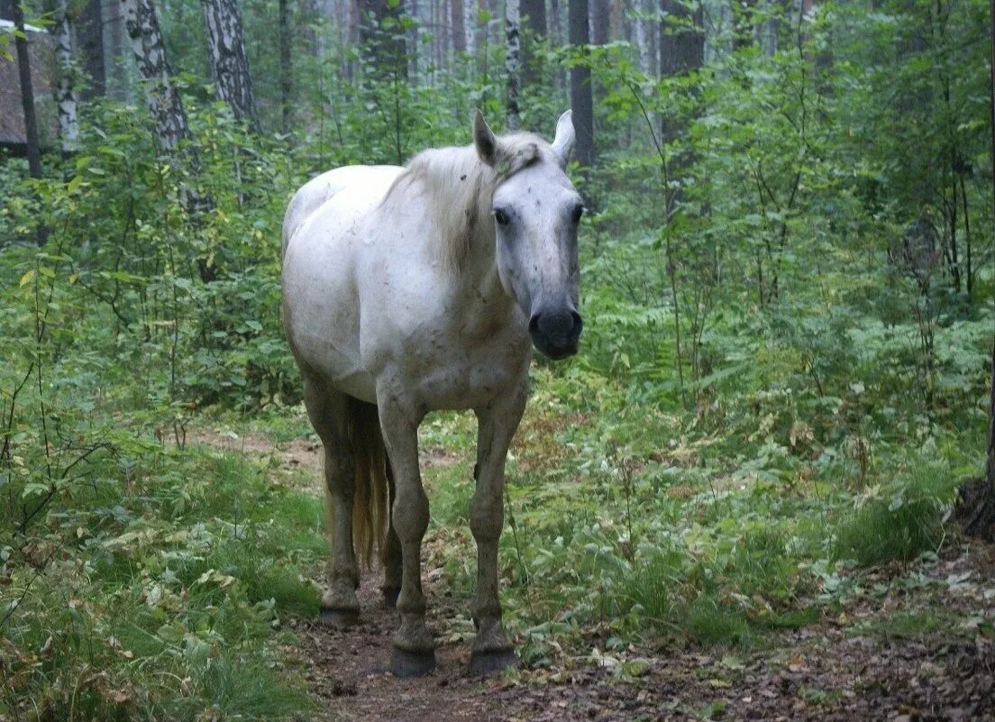 Старая лошадь. Худая лошадь. Старая лошадь. Старая лошадь. Дряхлая лошадь.