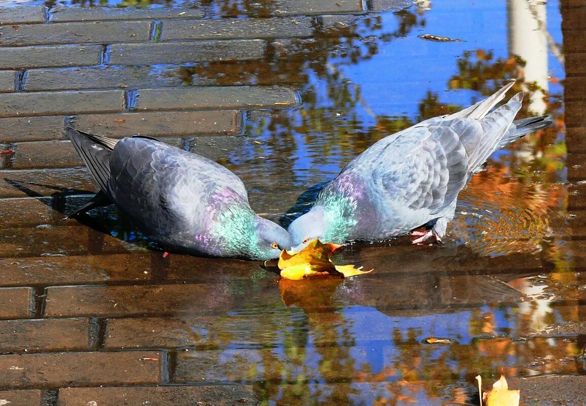 голубь и воробей. заметив детей голубь перестал клевать крошки. голуби клюют зерно. наглый голубь. голубь клюет.