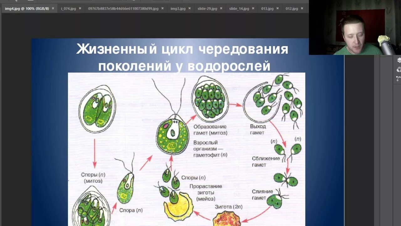 Гаметофит зеленых водорослей чем представлен