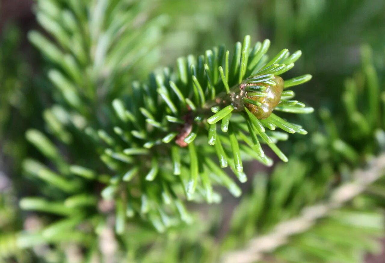 пихта сибирская водная. порошок хвои пихты.