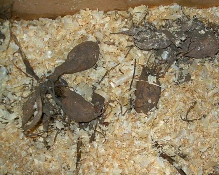 Как сохранить клубни георгинов до весны. Клубни георгинов в погребе. Как сохранить клубни георгинов до весны. Хранение клубней георгинов в вермикулите. Георгины многолетние клубни.