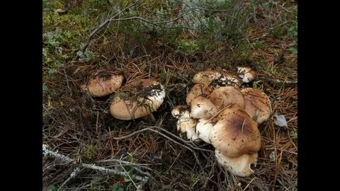 Подтопольники грибы фото