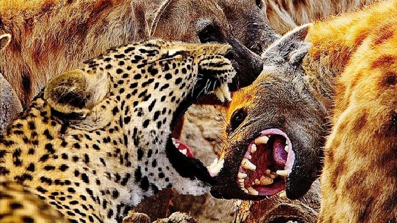 Львы тигры леопарды гепарды. Лев гепард леопард. Лев, тигр, леопард ягуар, пантера. Тигр лев леопард ягуар гепард. Амурский тигр, амурский леопард.