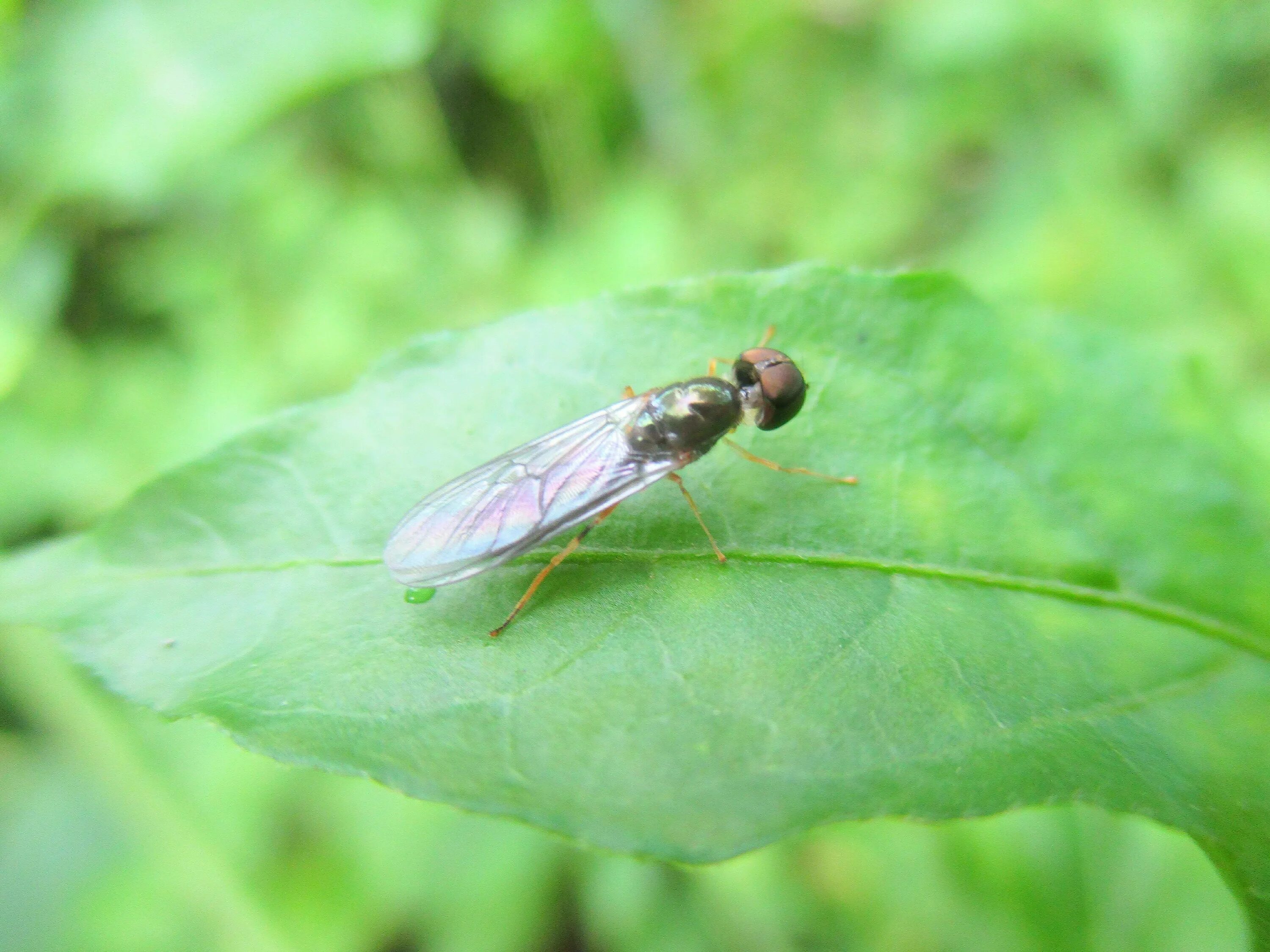 Мокрецы ceratopogonidae. Мокрецы culicoides. Почвенный комарик. Мокрецы. Муха (насекомое) двукрылые.
