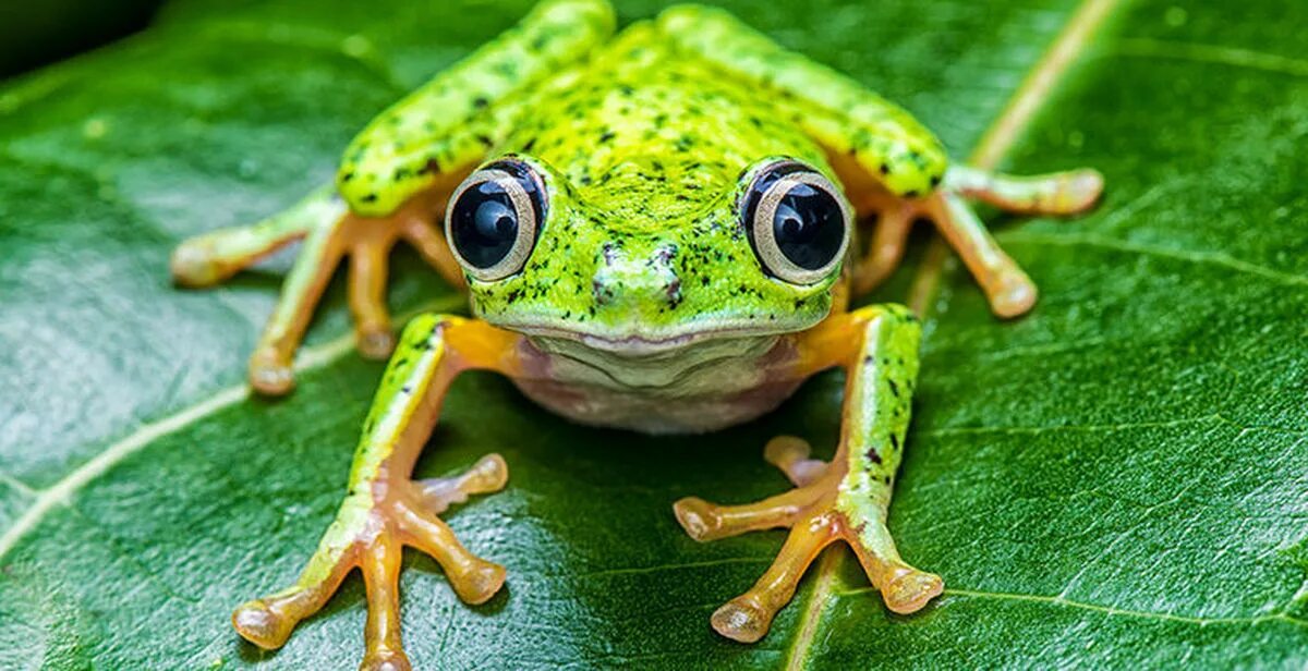 Покажи видео лягушек. Лягушка квакша зеленая Эстетика. Лягушка Грин Фрог. Большеглазая древесная лягушка. Лягушка квакша с большими чёрными глазами.