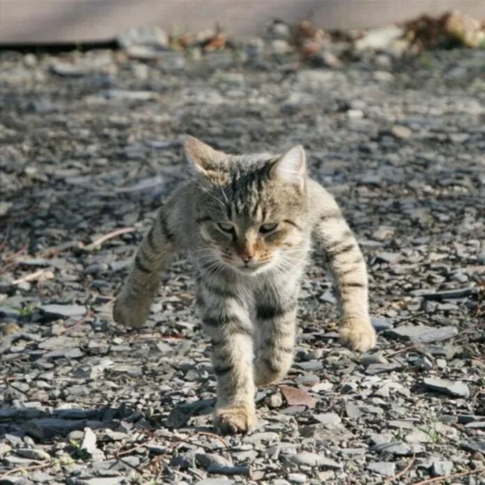 Сюда идёт кот! книга. По кошачьи иди сюда. Смешные картинки с котами. Сюда идет кот мультфильм 1992. Сюда идет кот.