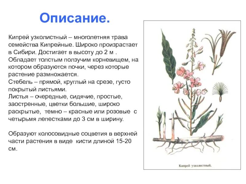 Кипрей узколистный описание растения. Кипрей узколистный морфология. Семейство Кипрейные описание. Кипрей царство отдел