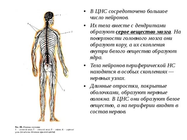 Центральная нервная система образована. Центральная нервная система это кратко. Белое вещество центральной нервной системы. Краткая характеристика нервной системы.