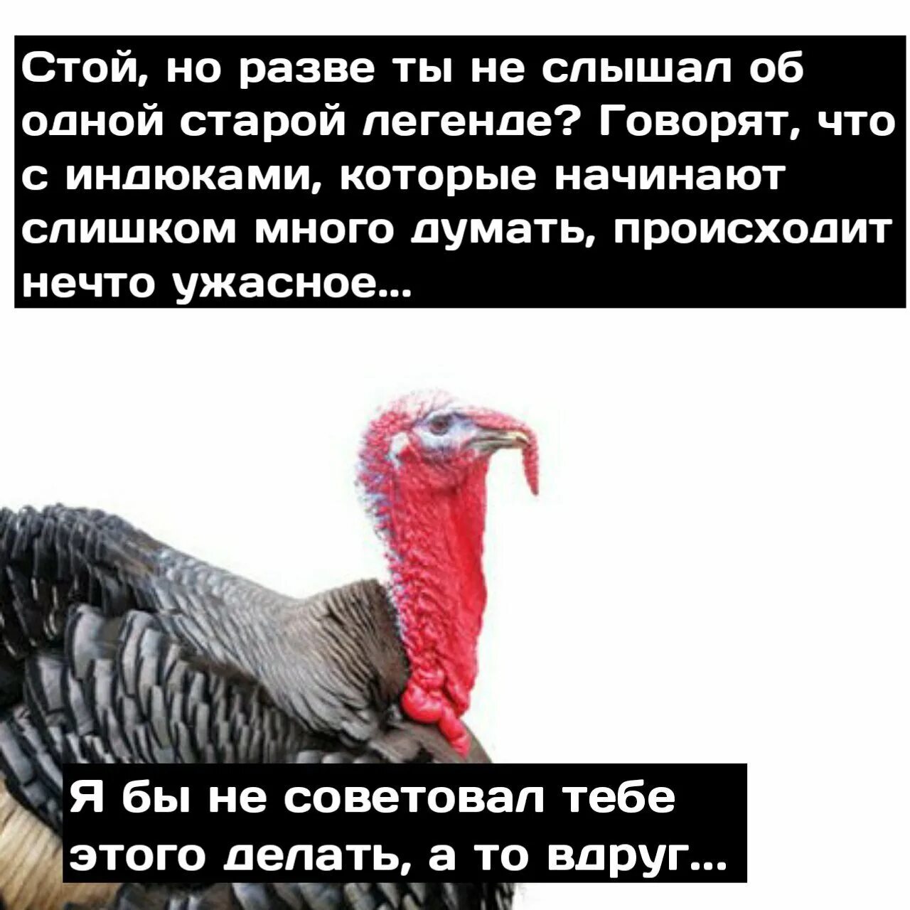 Твоя индюшка думает. Индюк тоже думал да в суп попал. Индюк думал. Твоя индюшка думает. Твоя индюшка думает.