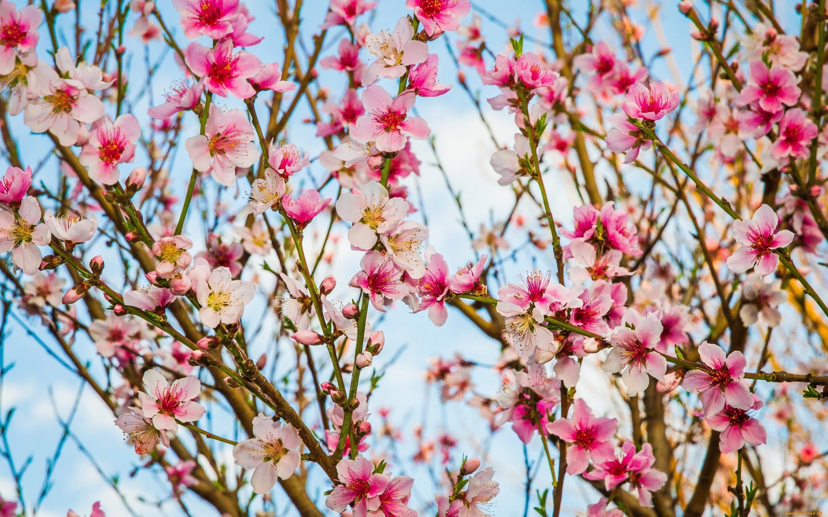 Зацвели цветы. Персик дерево цветение. Цветение миндаля в Крыму. «Персиковое дерево в цвету» (1888,музей крёллер — Мюллер, Отерло). Цветение персикового дерева весной.