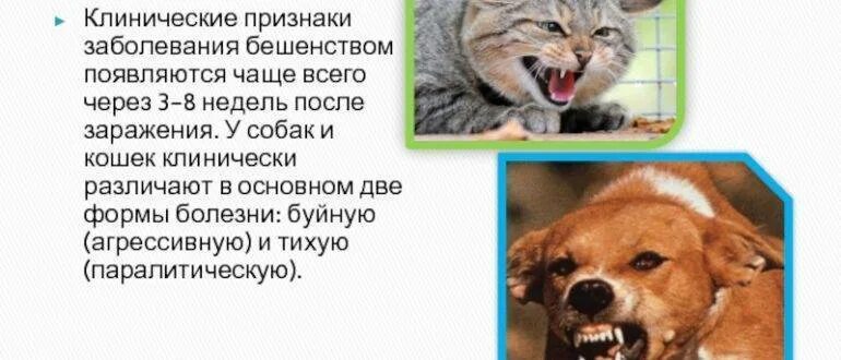 Можно заразиться бешенством от царапины кошки. Бешенство у кошек симптомы. Можно заразиться бешенством от царапины кошки. Признаки бешенства у кошек симптомы. Можно заразиться бешенством от царапины кошки.